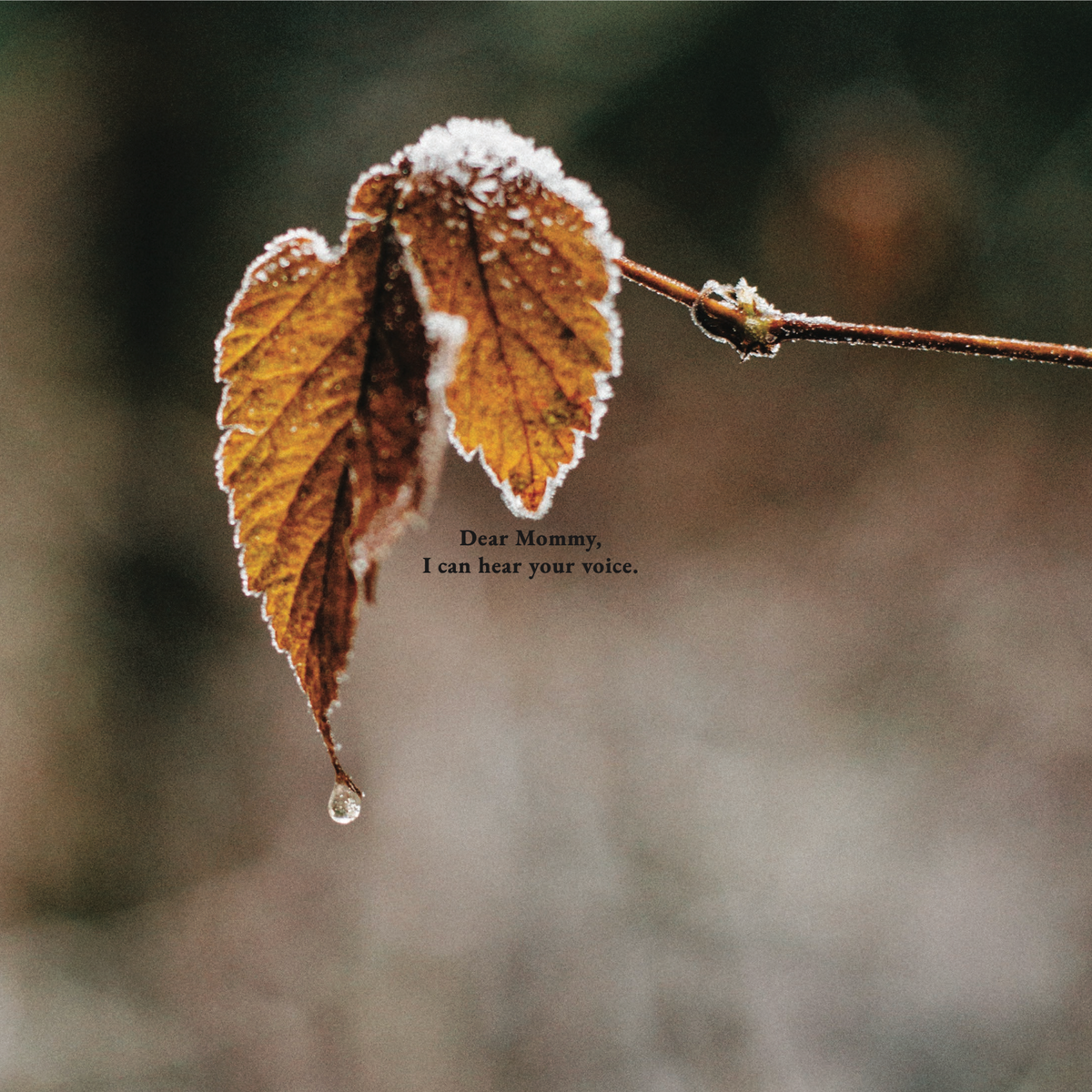 Interior page from If I Could Speak: Letters from the Womb with a photo of a frosted leaf