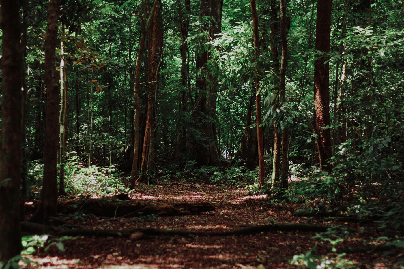 Parenting Ahead When You Cannot See the Forest for the Trees