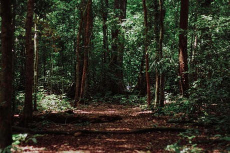 Parenting Ahead When You Cannot See the Forest for the Trees